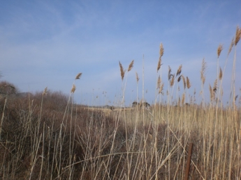 winter grasses